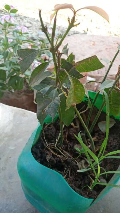 Tobacco Caterpillar - Mango