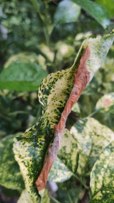 Powdery Mildew - Apple