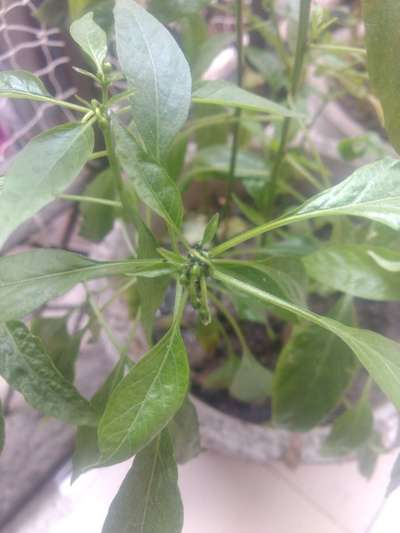 Aphids - Capsicum & Chilli