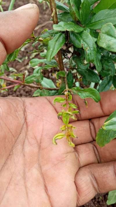 Boron Deficiency - Pomegranate