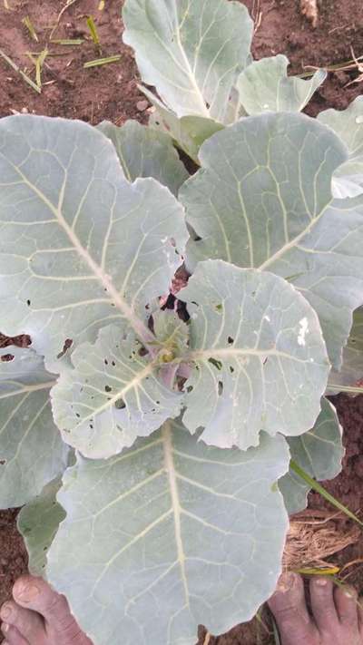 ಸಣ್ಣ ಮತ್ತು ದೊಡ್ಡ ಕ್ಯಾಬೇಜ್ ವೈಟ್ - ಎಲೆಕೋಸು