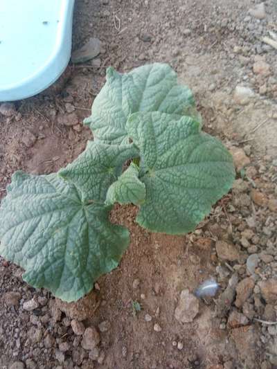 Spider Mites - Cucumber