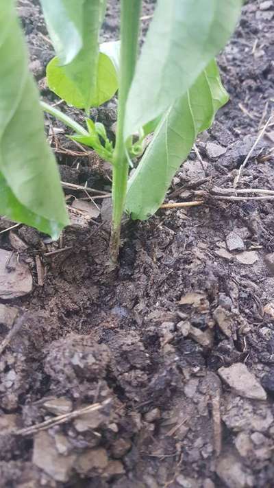 Foot and Collar Rot - Capsicum & Chilli