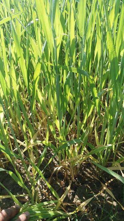 Nitrogen Deficiency - Wheat