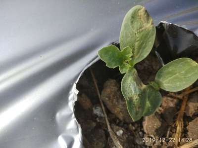 Leaf Miner Flies - Melon