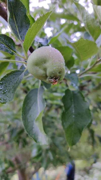 Aphids - Apple