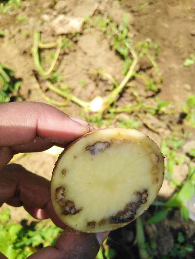 Blackleg of Potato - Potato