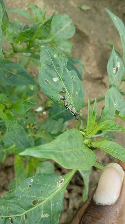 Tobacco Caterpillar - Capsicum & Chilli