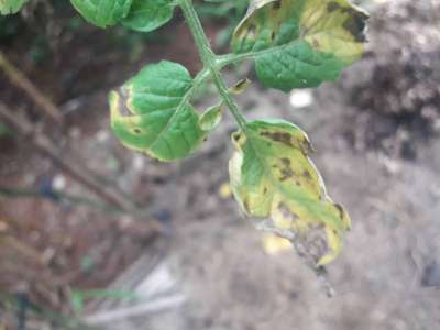 Mal-do-Panamá - Tomate