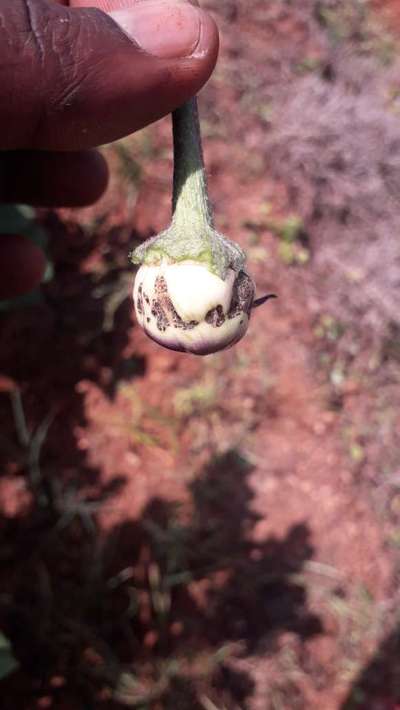 Thrips - Brinjal