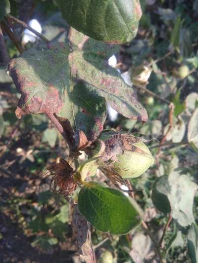 Leaf Reddening of Cotton - Cotton