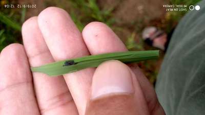 Thrips - Rice