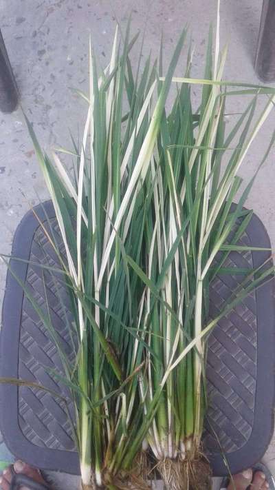 Leaf Variegation - Rice