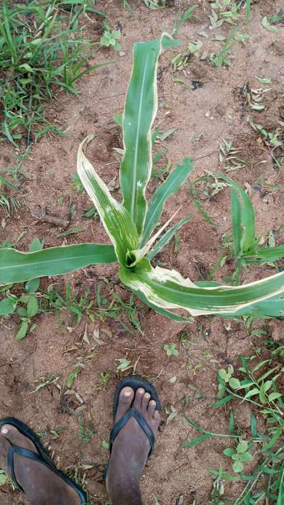 Herbicide Burn - Maize