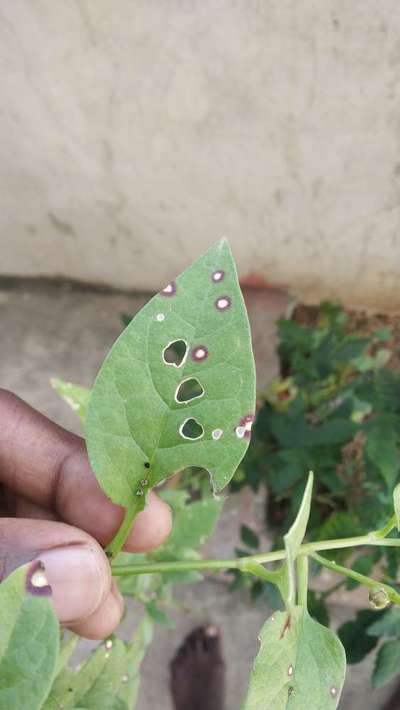 Myrothecium Leaf Spot - Capsicum & Chilli