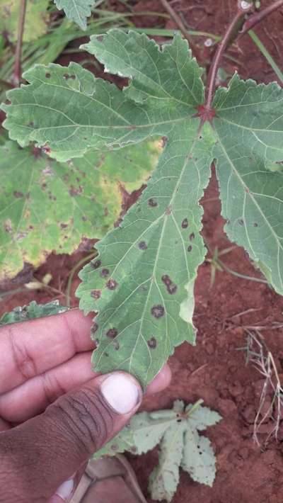 Cercospora Leaf Spot of Okra - Okra