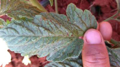 Queima por Fertilizantes ou Pesticidas - Tomate