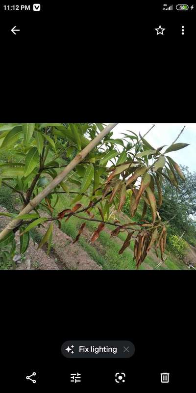 Potassium Deficiency - Mango