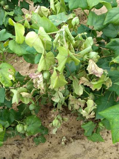 Verticillium Wilt - Cotton