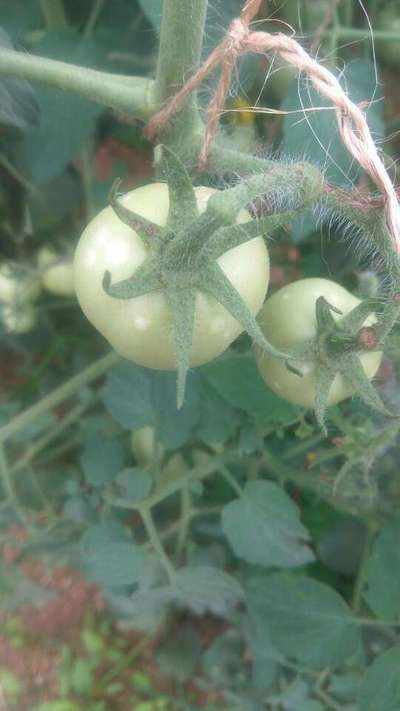 Bacterial Canker of Tomato - Tomato