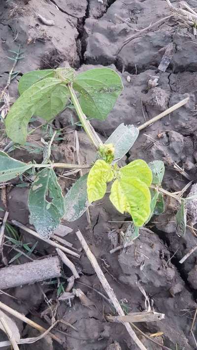 Tobacco Caterpillar - Black & Green Gram