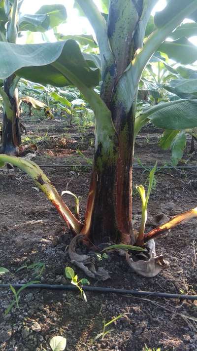 Bacterial Soft Rot of Banana - Banana