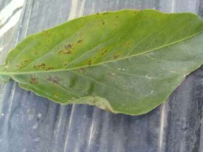 Blight of Pepper - Capsicum & Chilli