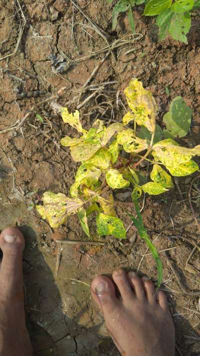 Mungbean Yellow Mosaic Virus - Black & Green Gram