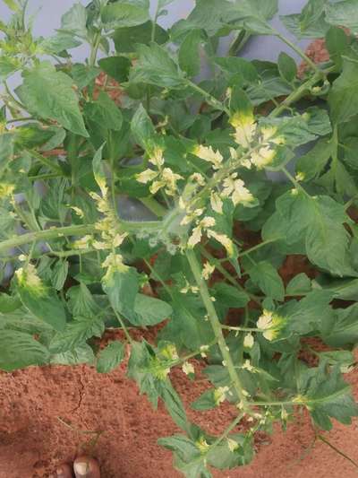 Sulfur Deficiency - Tomato