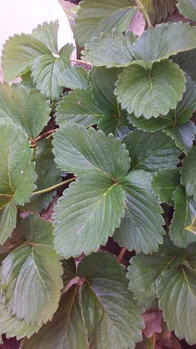 Nitrogen Deficiency - Strawberry