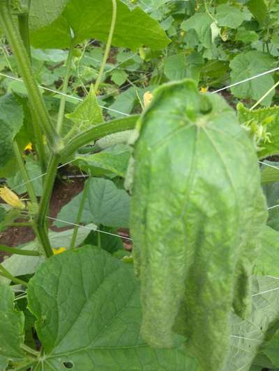 Bacterial Wilt - Cucumber