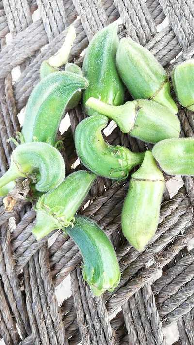 Boron Deficiency - Okra