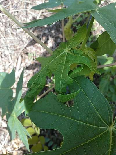 Virus de la hoja rizada de la papaya - Papaya