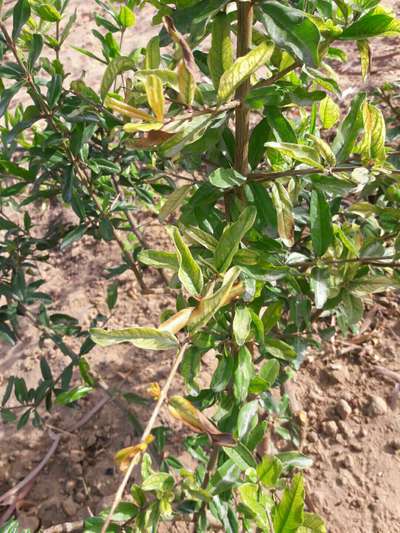 Manganese Deficiency - Pomegranate