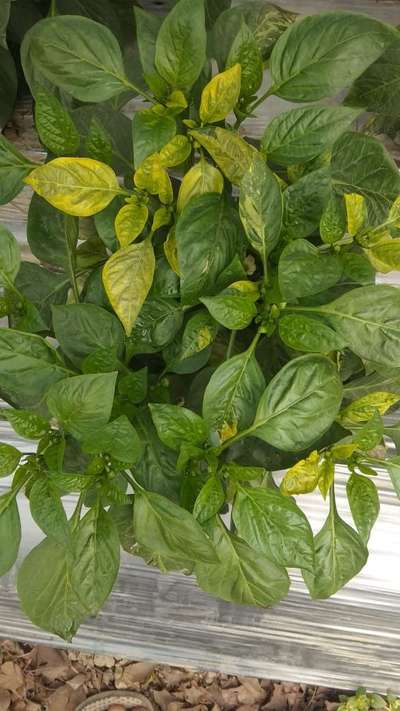 Leaf Variegation - Capsicum & Chilli