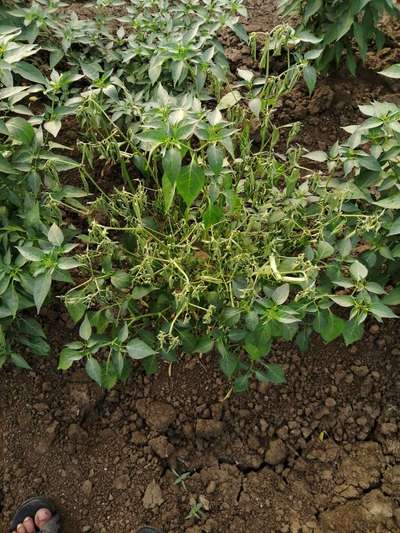 Wet Rot - Capsicum & Chilli