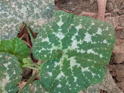 Sulfur Deficiency - Pumpkin