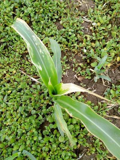 Potassium Deficiency - Maize