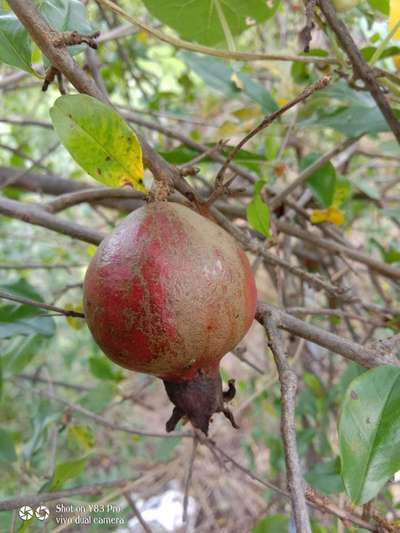 Thrips - Pomegranate