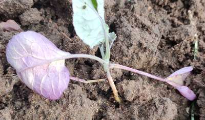 Phosphorus Deficiency - Cabbage