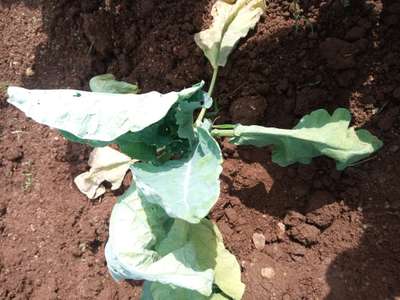 Downy Mildew - Cauliflower