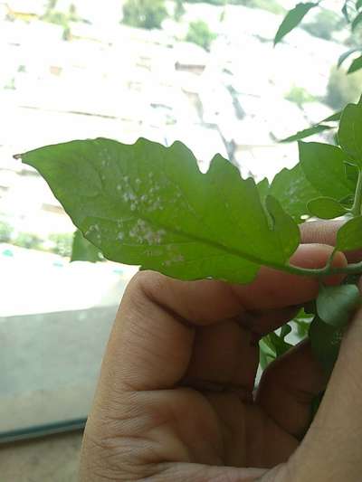 Mealybug - Tomato