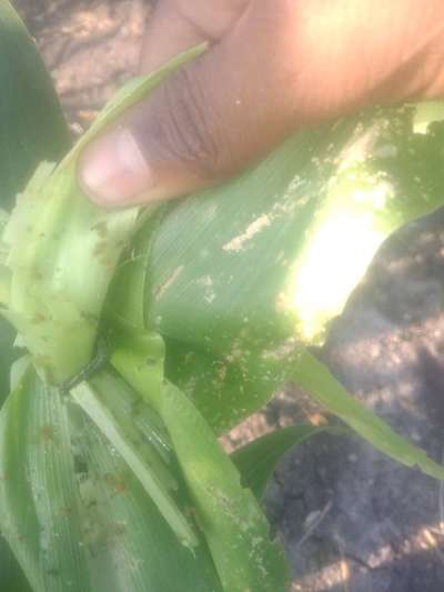 ಫಾಲ್ ಸೈನಿಕ ಹುಳು (ಫಾಲ್ ಆರ್ಮಿ ವರ್ಮ್) - ಹುಲ್ಲುಜೋಳ