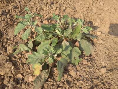 Whiteflies - Brinjal