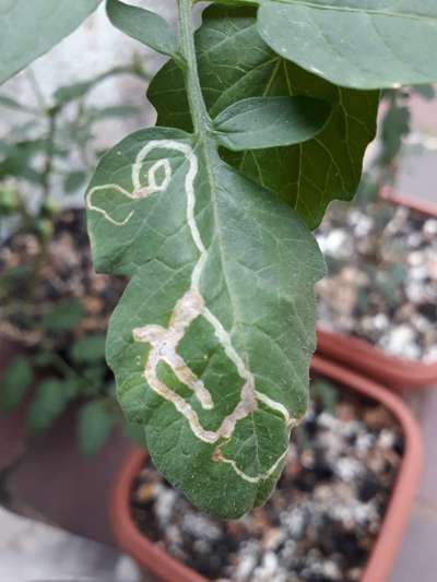 Larva minadora das folhas dos citros - Tomate