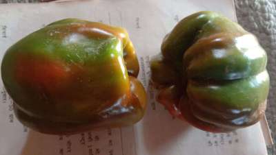 Sunburn - Capsicum & Chilli