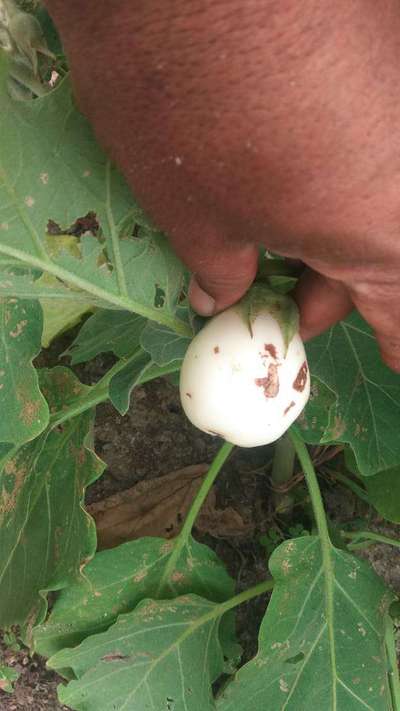 Helicoverpa Caterpillar - Brinjal