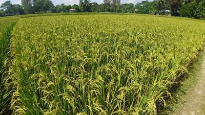 ব্যাকটেরিয়াজনিত শীষপোড়া রোগ - ধান