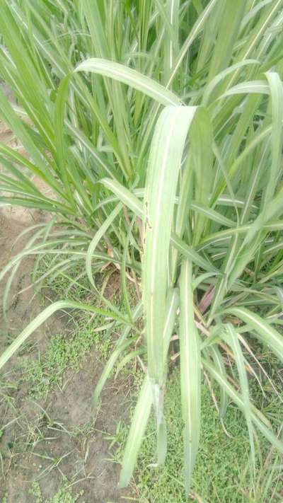 Short horned Grasshopper and Locust - Sugarcane