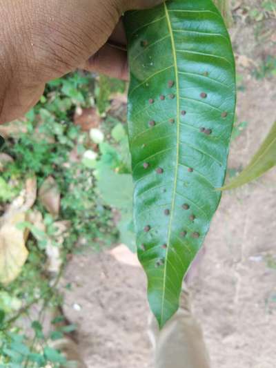 Gall Mite - Mango